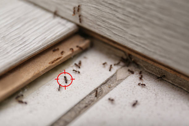Best Best Pest Control Companies  in Moores Mill, AL